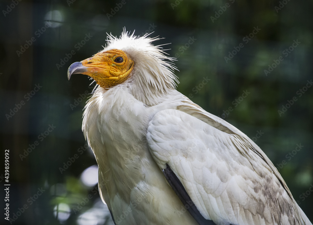 Portrait of Egyptian vulture, white scavenger vulture Portrait of Egyptian vulture, white scavenger vulture