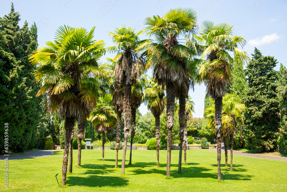 Palm trees lit by sun, green lush vegetation Palm trees lit by sun, green lush vegetation