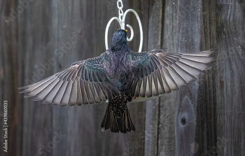 Φωτογραφία Majestic starling bird with spread wings and colorful spots on its feathers in a
