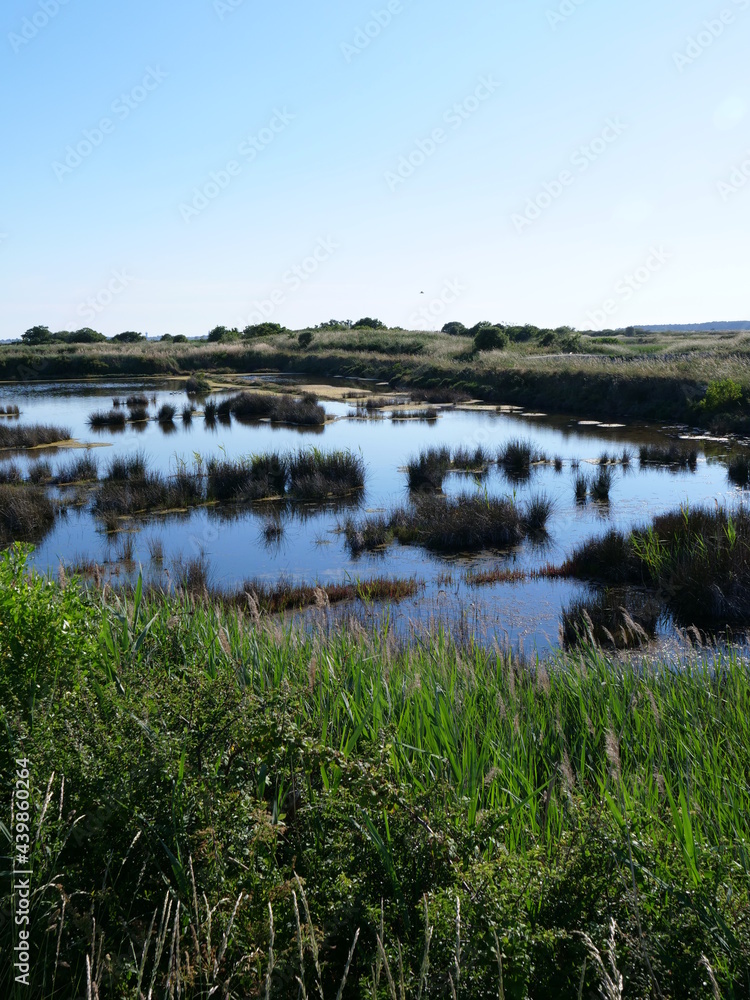 A swamp in the salt marshes of Guerande. France, June 2021.
