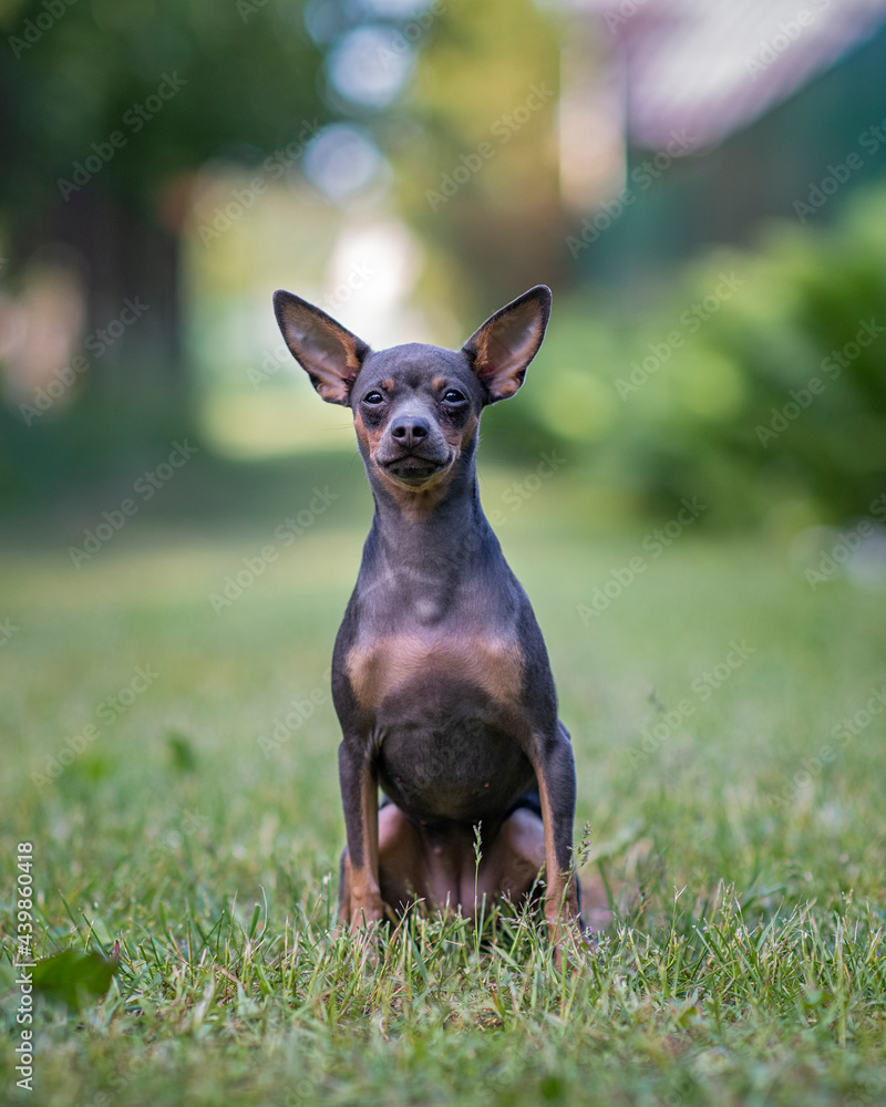Portrait of a beautiful purebred toy terrier in the summer on the grass.