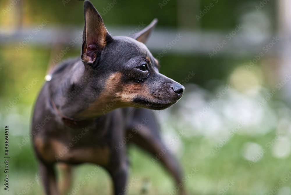 Portrait of a beautiful purebred toy terrier in the summer on the grass. Portrait of a beautiful purebred toy terrier in the summer on the grass.