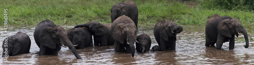 Herd of Elephants