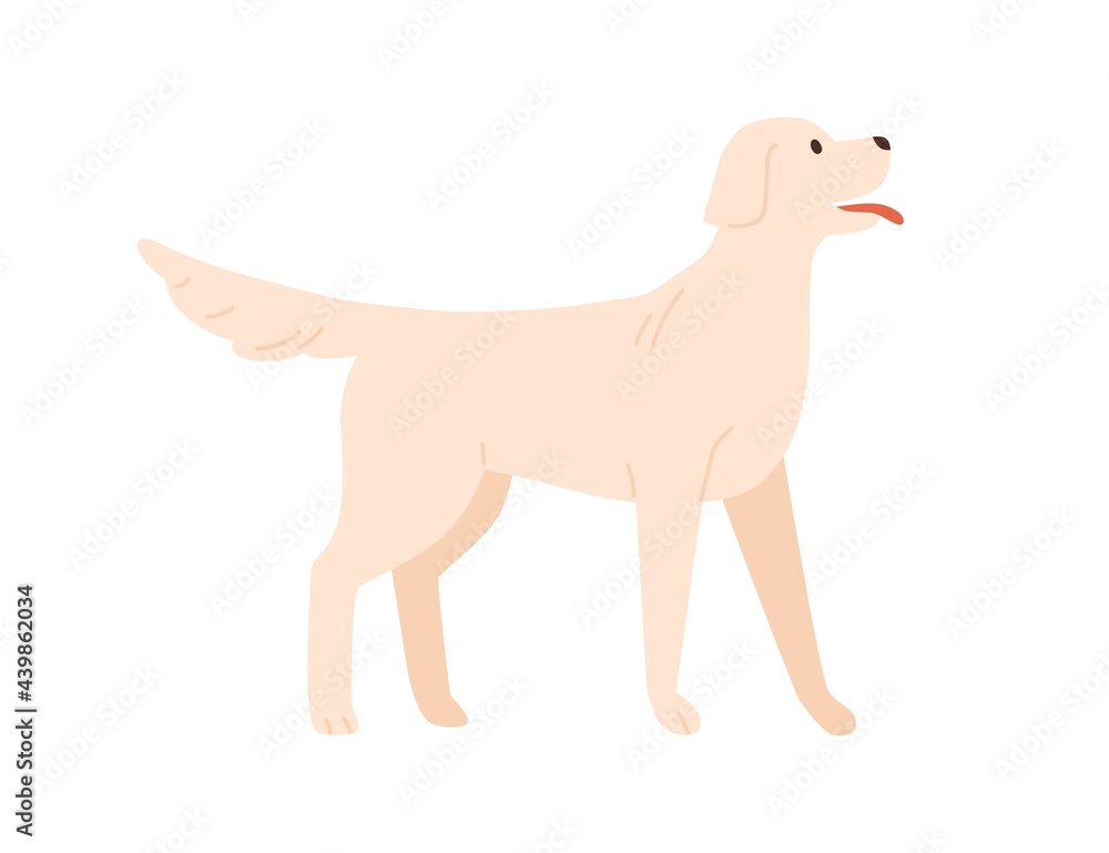 Cute happy dog standing with tongue out. Adorable doggy of labrador breed. Friendly canine animal wagging tail. Flat vector illustration of pet isolated on white background