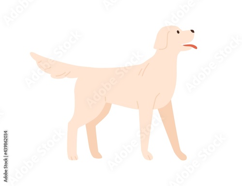 Cute happy dog standing with tongue out. Adorable doggy of labrador breed. Friendly canine animal wagging tail. Flat vector illustration of pet isolated on white background