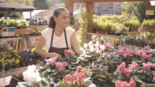 Stock photo of beautiful middle age woman working in plant nursery.