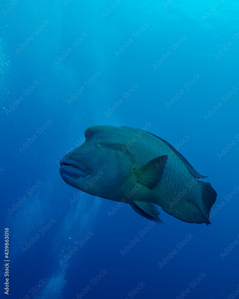 Humphead wrasse (Cheilinus undulatus), in Maldives Humphead wrasse (Cheilinus undulatus), in Maldives