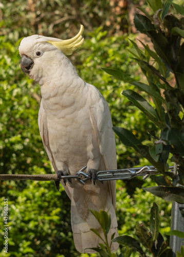 Cockatoo