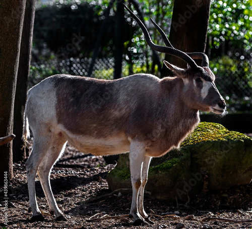 Addax also known as the screwhorn antelope. Latin name - Addax nasomaculatus