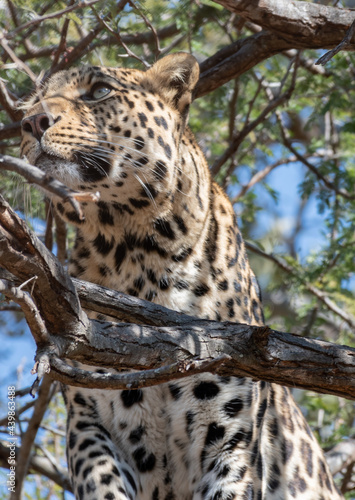 Male leopard in tree