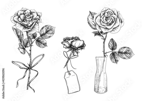 Bouquet of roses. Classic botanical drawing, engraving style. Vector illustration.