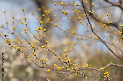黄色いサンシュユの花 © Tokiwa