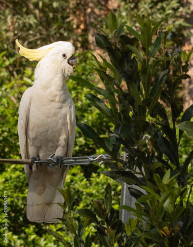 Australian Cockatoo