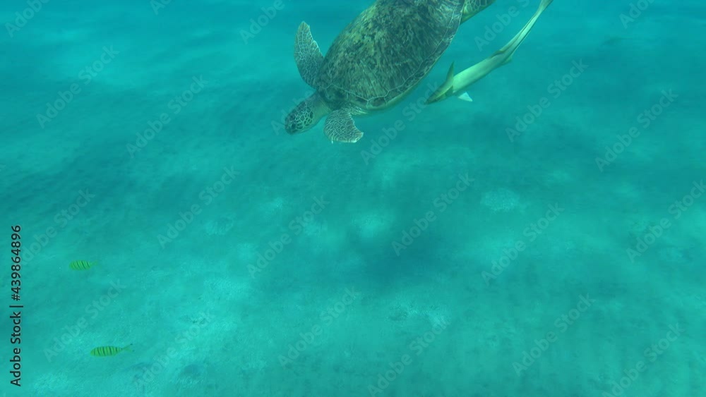Big Green turtle on the reefs of the Red Sea. Big Green turtle on the reefs of the Red Sea.