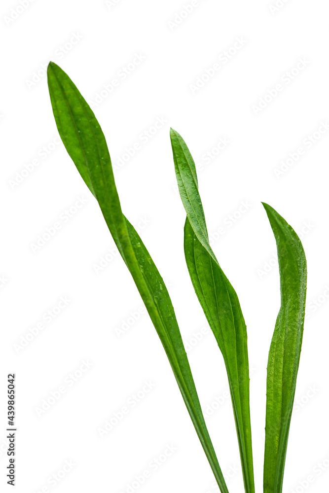 long green blades of grass, plant with water drops on white background, shallow deth of field long green blades of grass, plant with water drops on white background, shallow deth of field