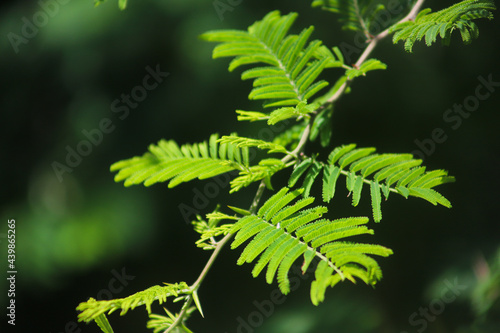 ACACIA BRANCH WITH GREEN LEAVES AND UNFOCUSED BACKGROUND AND SPACE FOR TEXT