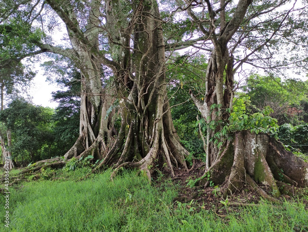Naklejka premium trees in the forest