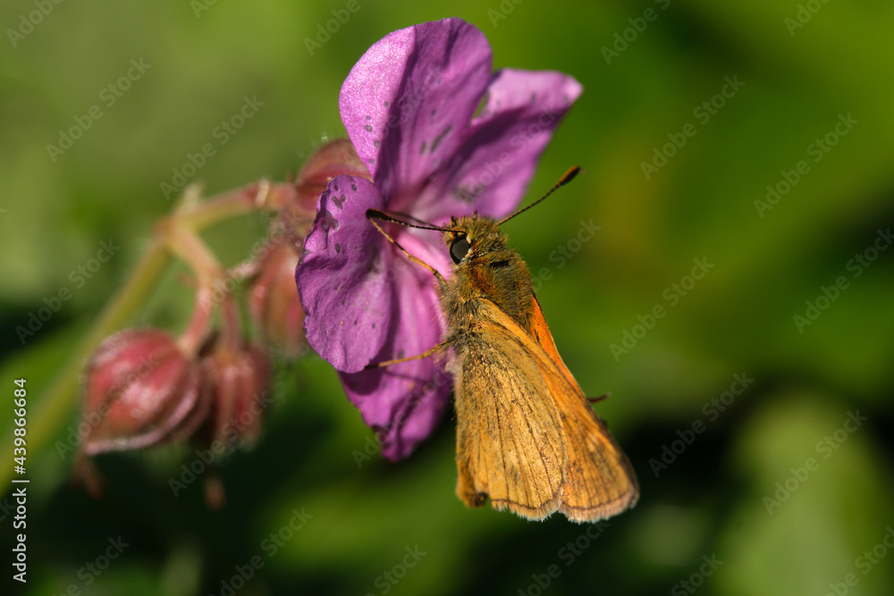 An orange butterfly eating flower pollen from a pink flower An orange butterfly eating flower pollen from a pink flower