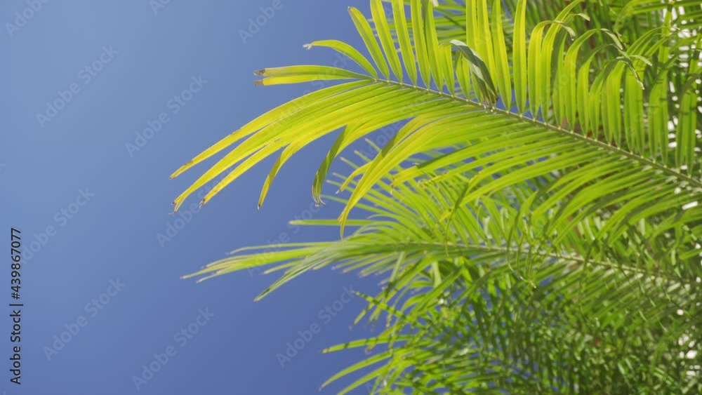 Palm tree waves moving in the breeze Palm tree waves moving in the breeze