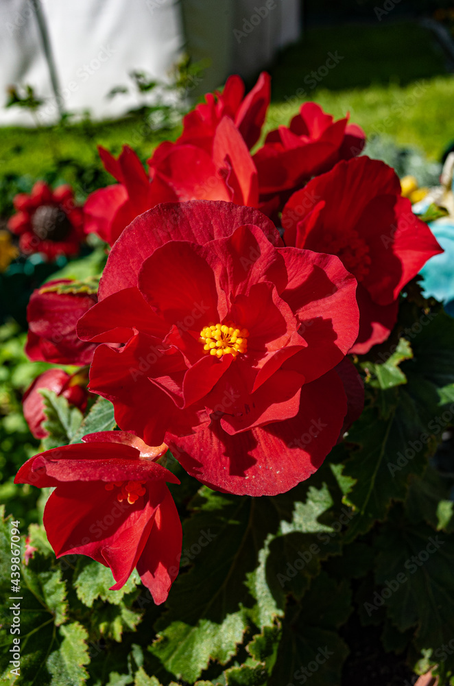 blossoming begonia blossoming begonia