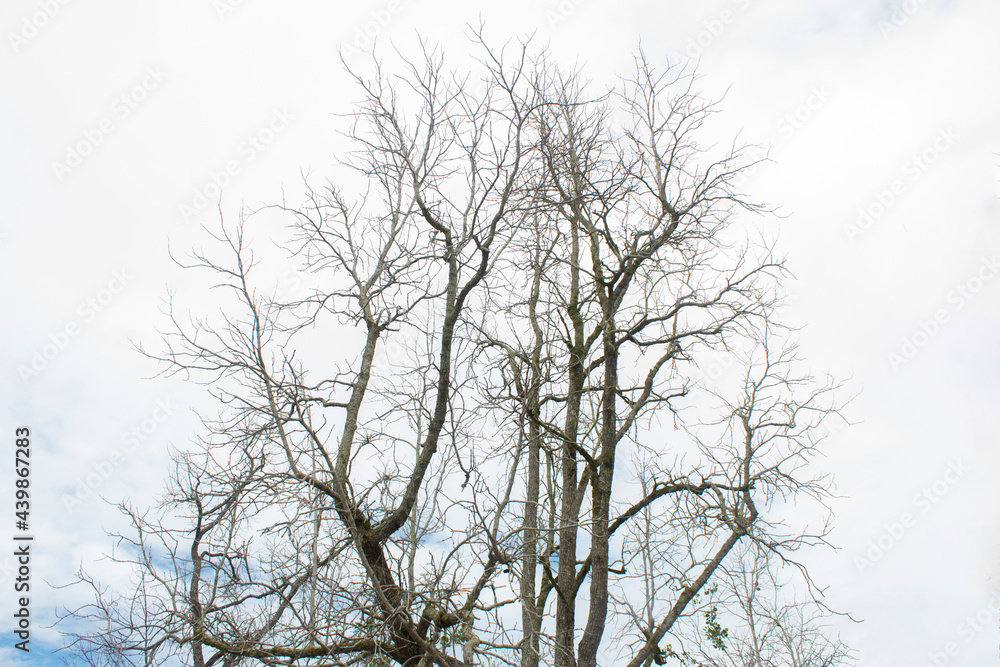 branches of a tree branches of a tree