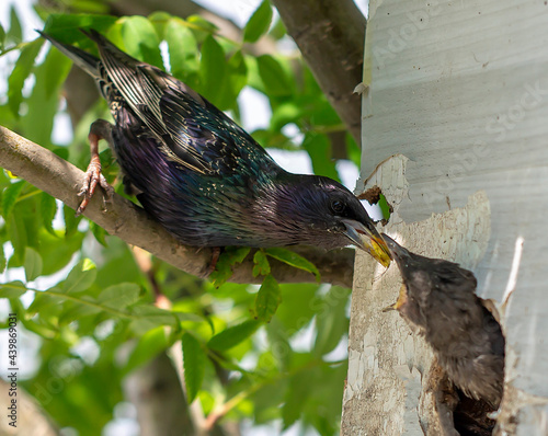 bird on a branch