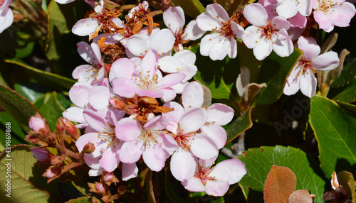 A branch of Indian Hawthorn flowering plant in blooming season photo