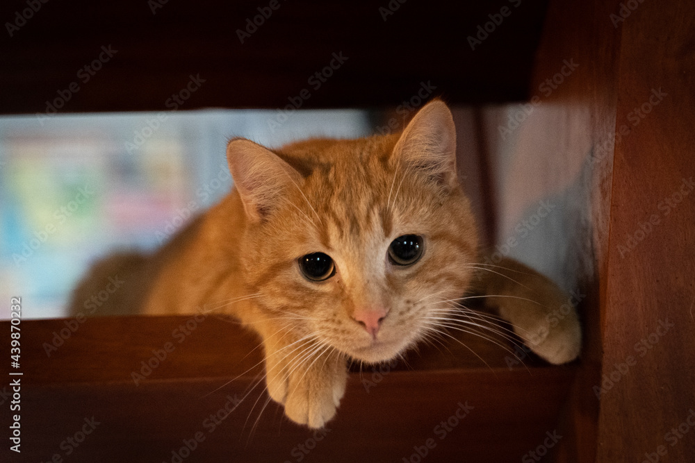 Ginger cat annoyed in between wood stairs
