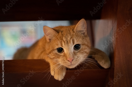 Ginger cat annoyed in between wood stairs © Vincent