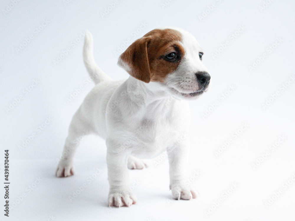 jack russell terrier puppy