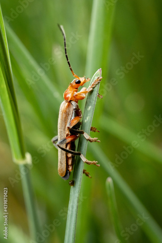 Macro shot of a Cantharis livida insect hanging on a grass © Vincent