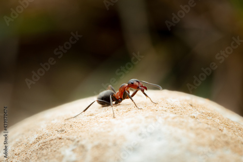 Ant on a stone closeup macro shot © Vincent