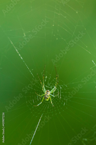 Lined Orb Weaver A1R_7680