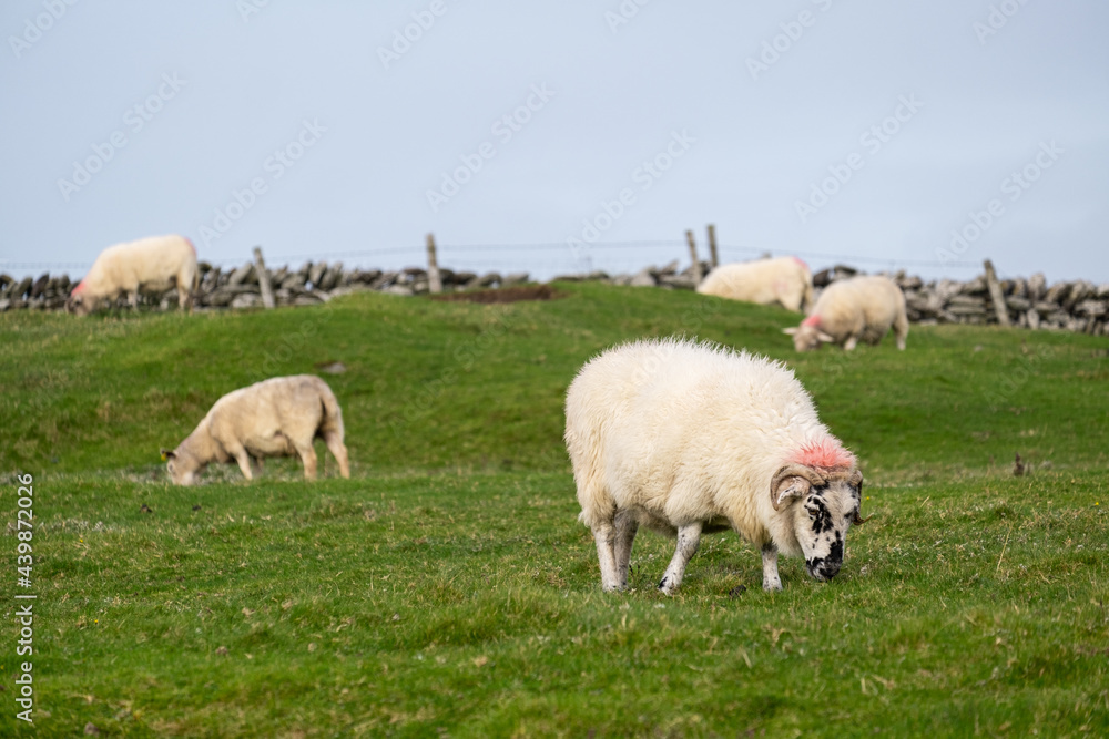 Sheep on grass in Ireland