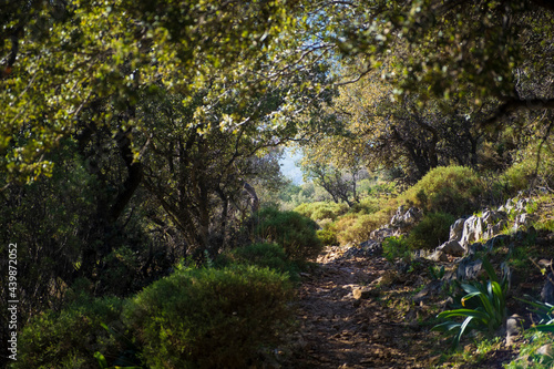 Mysterious and fabulous path between trees on the Lycian way in Turkey
