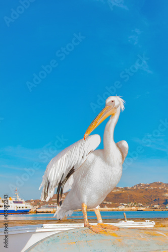 Famous Pelican Petros Mykonos island Greece Cyclades