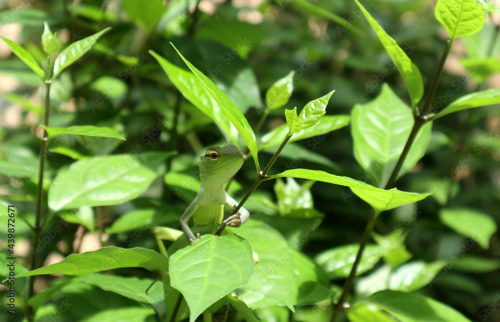 A green lizard holding a branch under the leaf at the top of a branch in the sunny day A green lizard holding a branch under the leaf at the top of a branch in the sunny day
