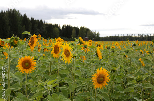 Beautiful landscape with yellow sunflowers on a farm field. Rural area in southern  Finland