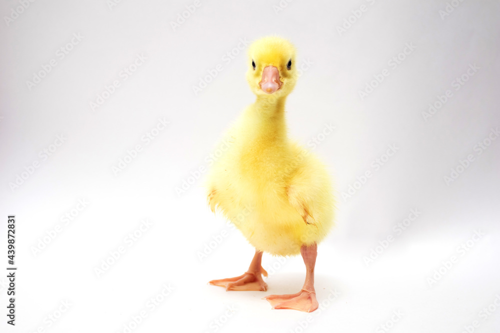 Portrait of Cute Young Ducklings on white Portrait of Cute Young Ducklings on white