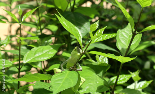 Wallpaper Mural A green lizard sleeping while holding and lying on a branch under a leaf at the top of a branch in the sunny day Torontodigital.ca
