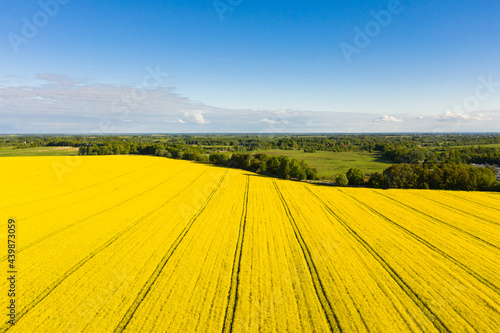 Aerial view of the rapeseed fields in the summertime
