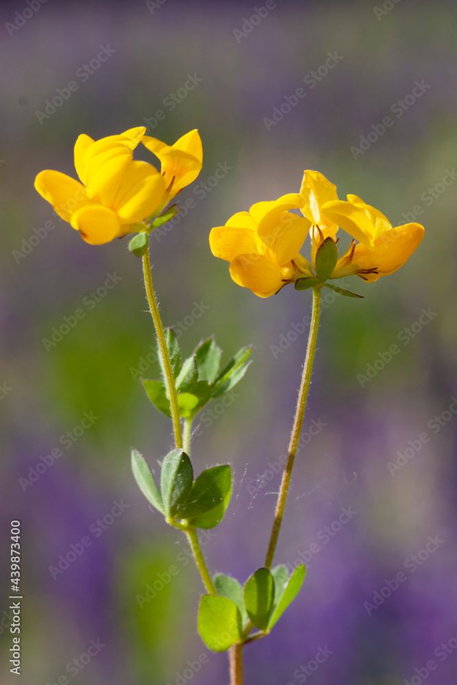Common bird's-foot trefoil (Lotus corniculatus) flowering Common bird's-foot trefoil (Lotus corniculatus) flowering