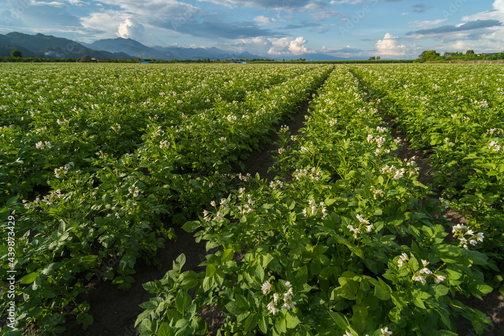 Potato plantation with cloud and blue sky