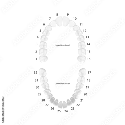 Vector 3d Realistic Teeth, Upper, Lower Adult Jaw, Top View. Anatomy Concept. Orthodontist Human Teeth Scheme Isolated. Medical Oral Health. Design Template of Prosthetics, Veneers