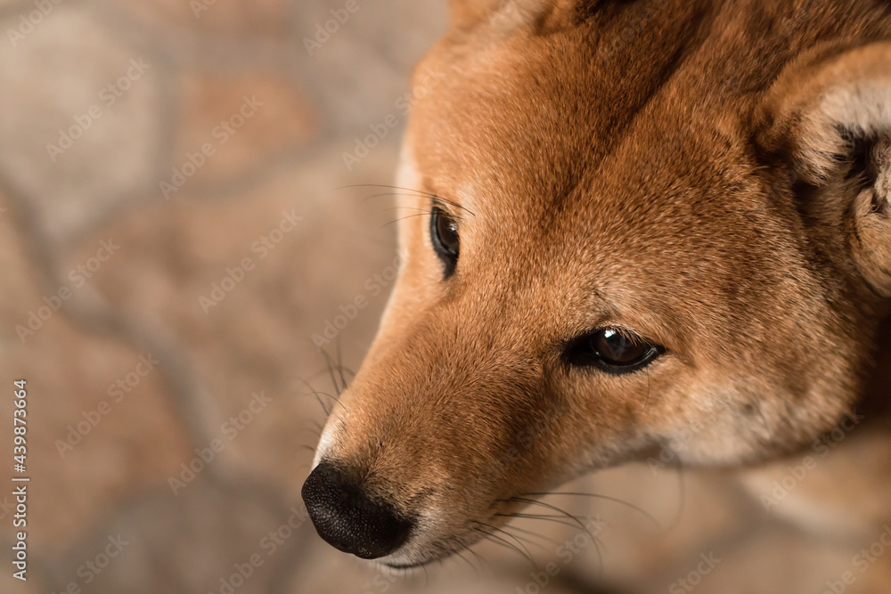 close-up portrait of male Japanese Shiba Inu dog