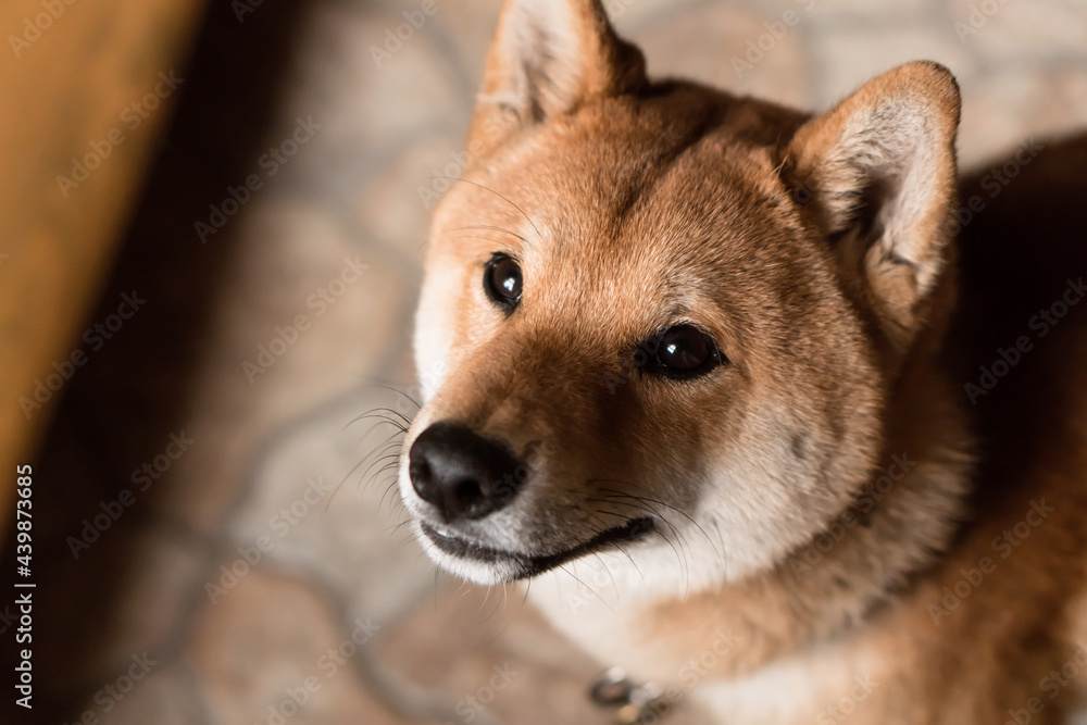 close-up portrait of male Japanese Shiba Inu dog