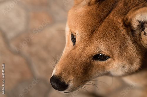 close-up portrait of male Japanese Shiba Inu dog © Natalia Navodnaia