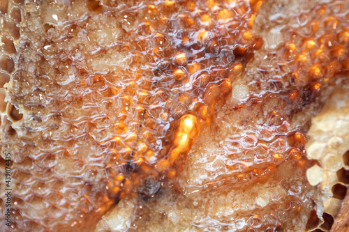 Honeycombs with sweet fresh golden honey