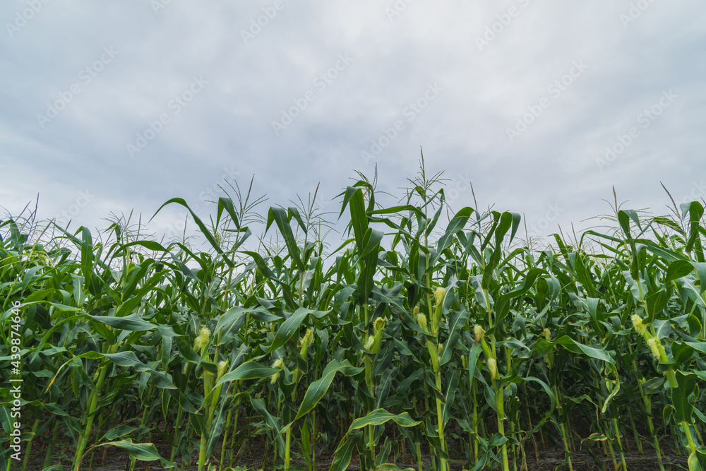 Green corn plantation with blue sky