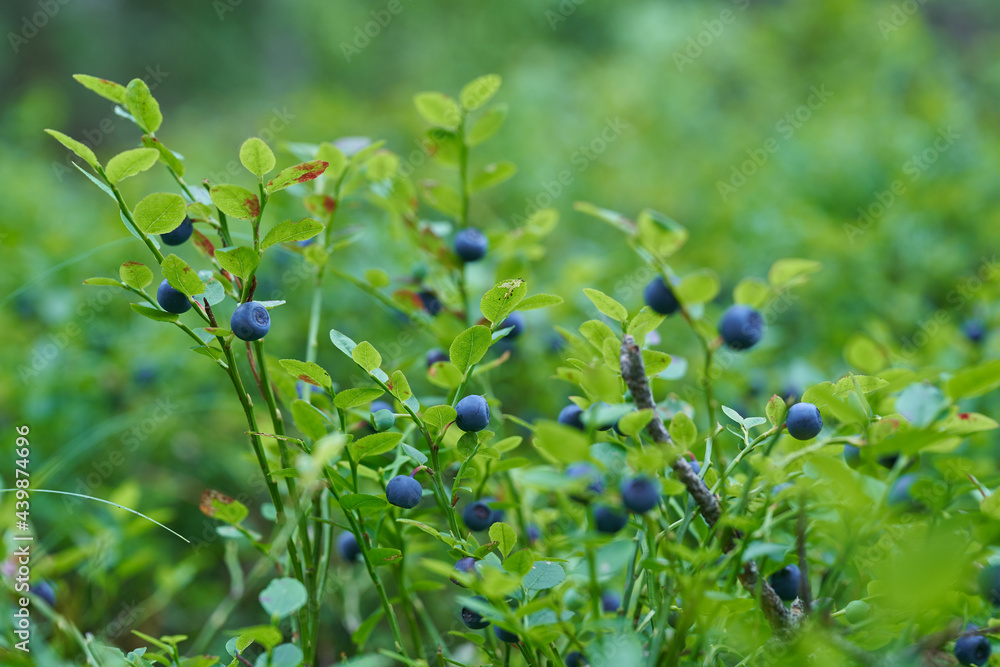 Blueberry berries on a green branch. Natural food Blueberry berries on a green branch. Natural food